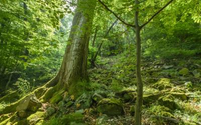 Naturwald