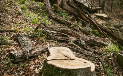 Baumstumpf im Vordergrund, im Hintergrund Naturwald