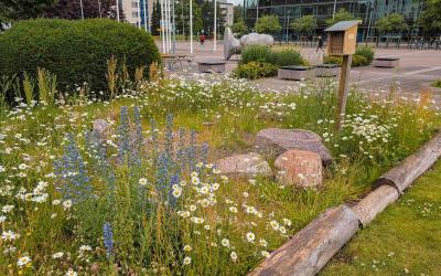Naturnahe Grünfläche in der Stadt
