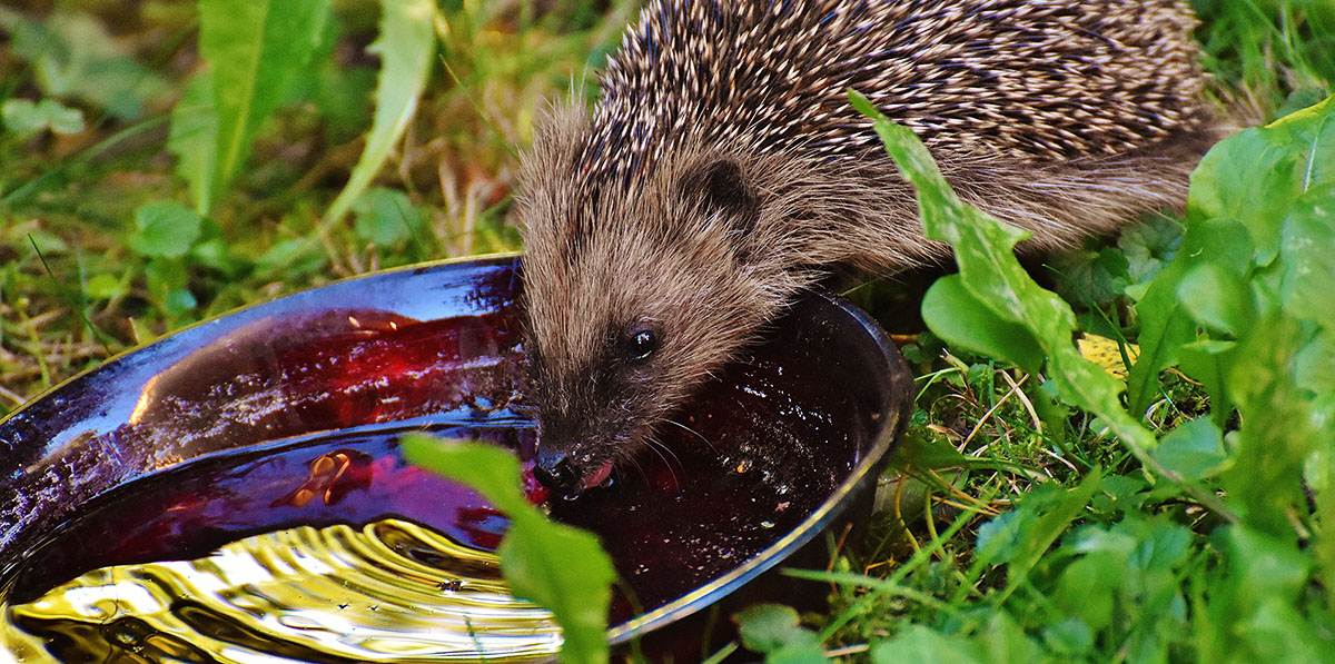 Igel Cräcker — Rezepte Suchen