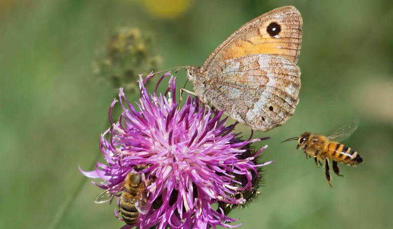 Bienen und Schmetterling auf Pflanze