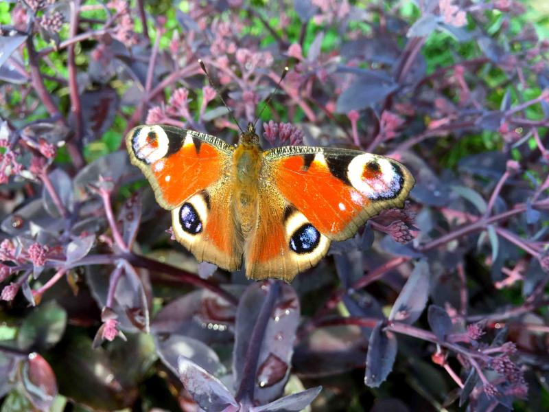 Tagpfauenauge Schmetterling auf Blume 