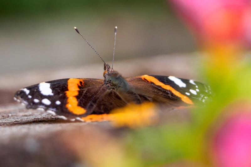 Schmetterling Admiral