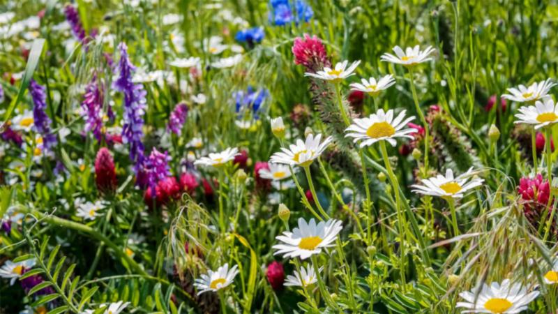 Blumenwiese