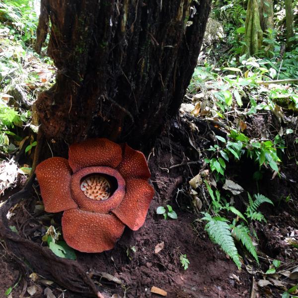 Rafflesia - die größte Blume der Welt