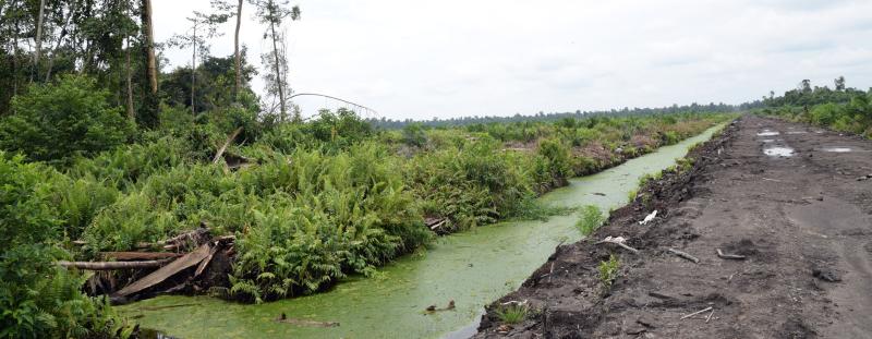 Veralgter Fluss in Pungkat 