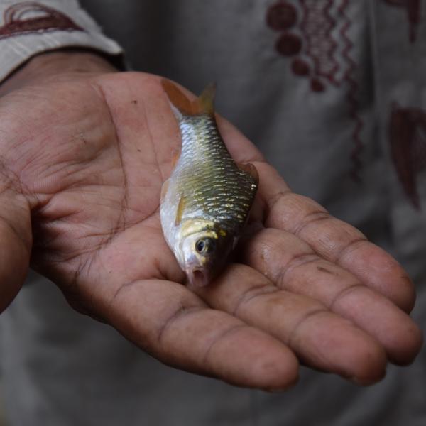 Fisch in South Bengkulu