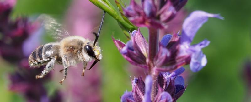 Bienen (c) Dominik Linhart