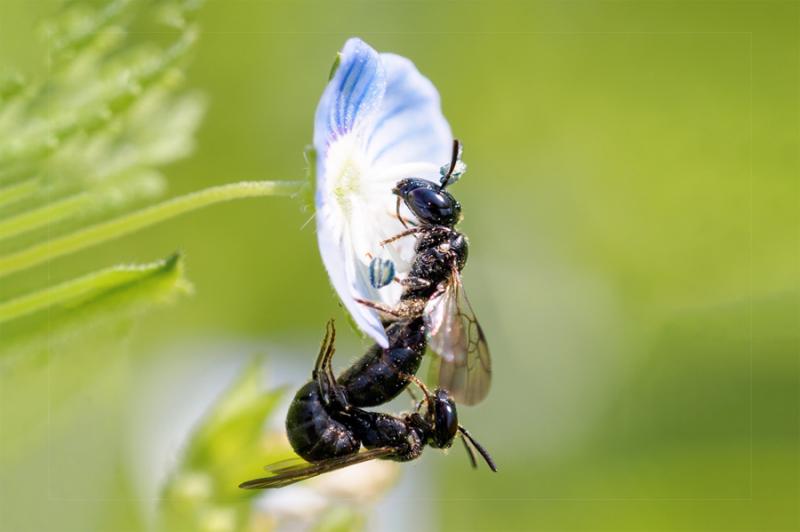 Maskenbienen auf Ehrenpreis