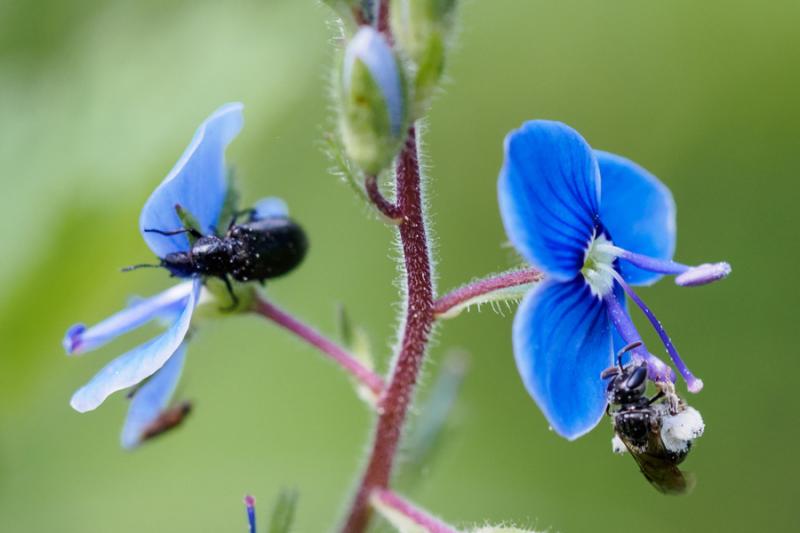 Wildbiene und Käfer auf Ehrenpreis