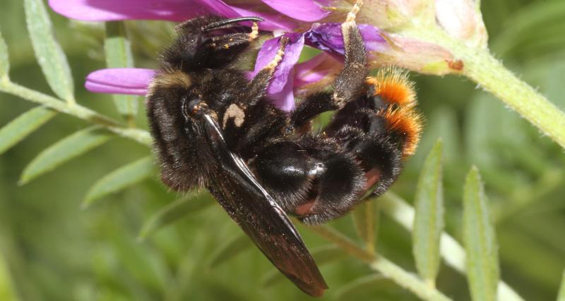 Felsen-Schmarotzerhummel - Bombus rupestris (c) Heinz Wiesbauer