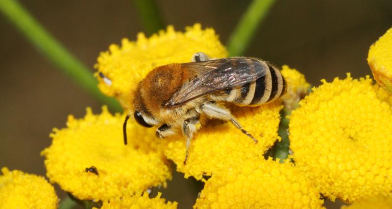 Filzbindige Seidenbiene - Colletes similis (c) Heinz Wiesbauer