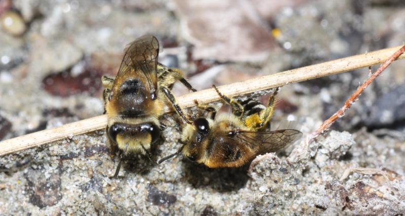 Gewöhnliche Seidenbiene - Colletes daviesanus (c) Heinz Wiesbauer