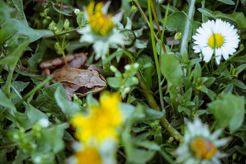 Grasfrosch im blühenden Rasen