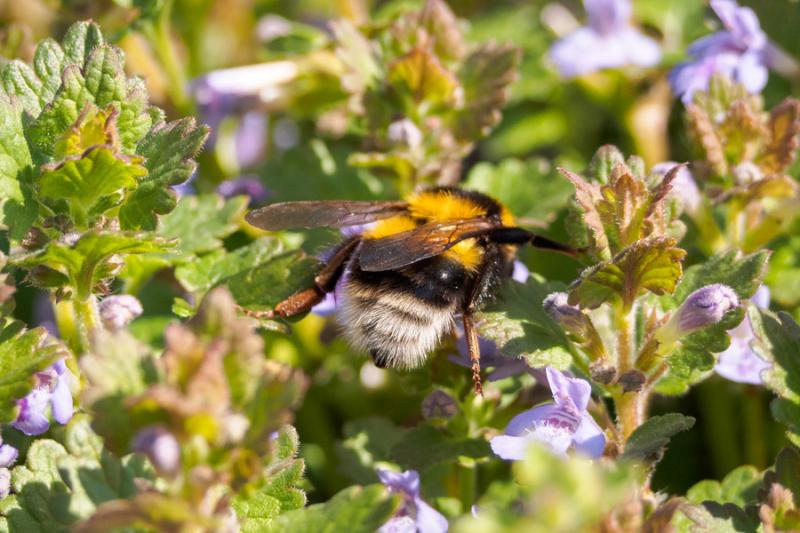 Hummel auf Gundelrebe