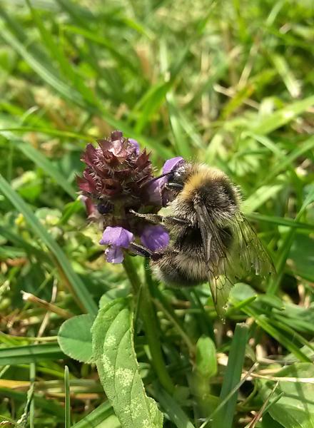 Helle Erdhummel (c) Angela Scalet