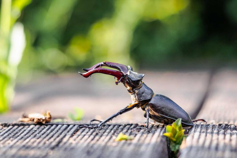 Hirschkäfer auf Holzterasse