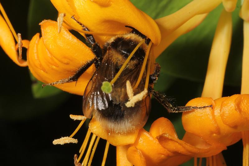 Hummel auf Geißblatt (c) Ambros Aichhorn