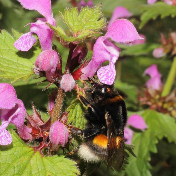 Hummel auf Taubnessel (c) Ambros Aichhorn