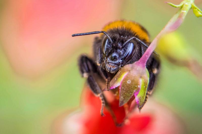 Hummel macht ein Nickerchen auf einen Blumenstängel