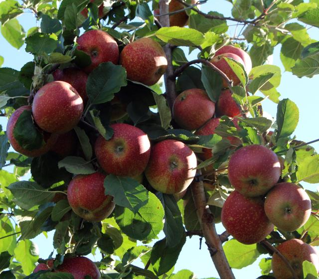 Rote Äpfel am Baum