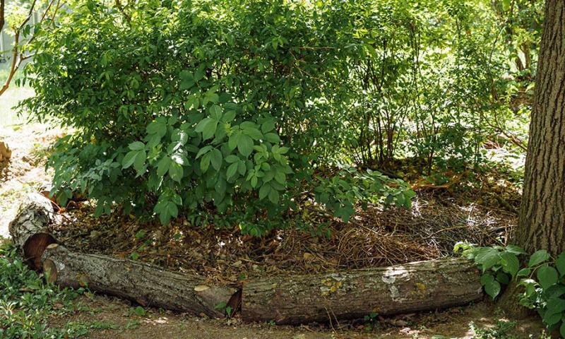 Laub- und Reisighaufen unter Sträuchern