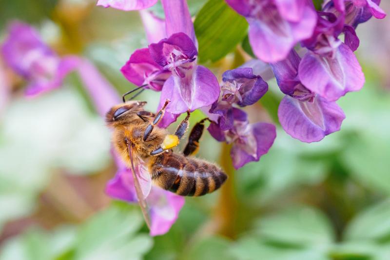 Hummel auf lila Lerchensporn