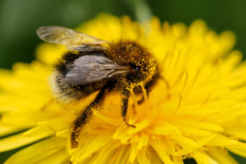 Hummel auf Löwenzahn