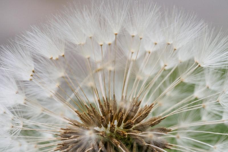 Pusteblume