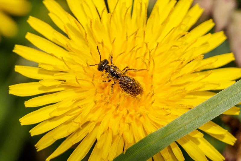 Wildbiene auf Löwenzahn