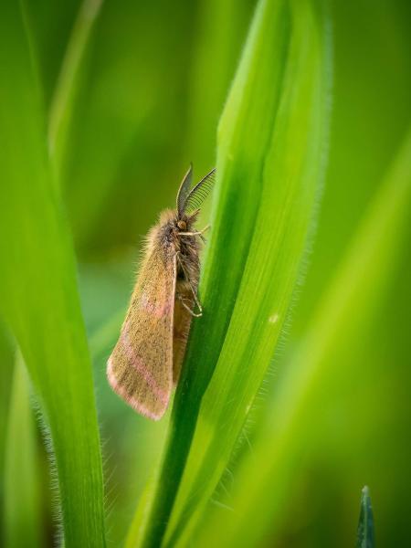 Nachfalter rastet im Gras