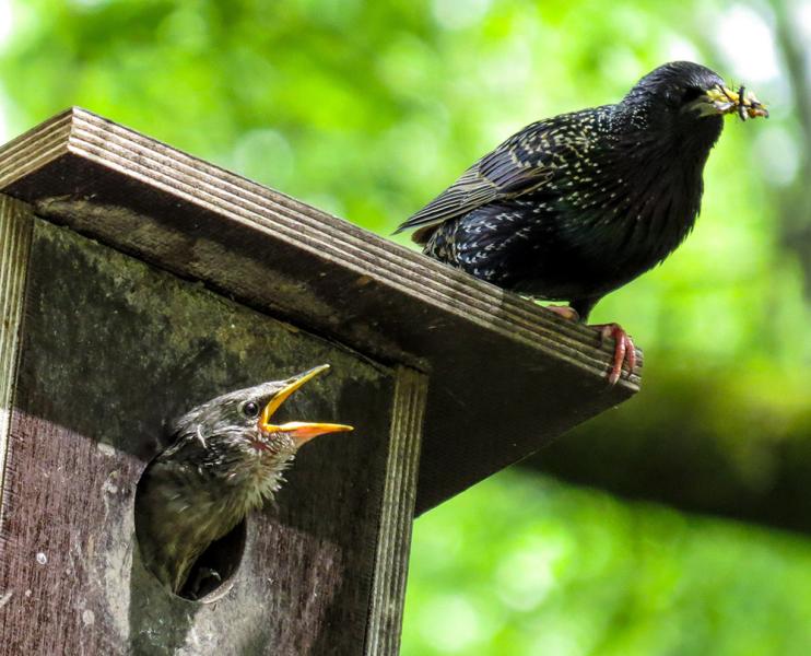 Nistkasten für Vögel