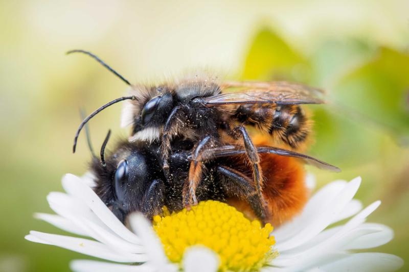 Ein Paar gehörnte Mauerbienen