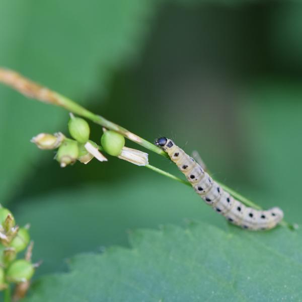 Pflaumen-Gespinstmotten Raupe