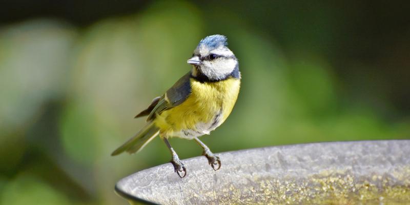 Blaumeise beim Vogelbad