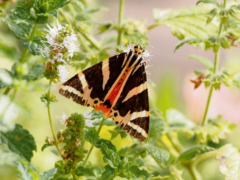 Schmetterling Russicher Bär auf Blumen