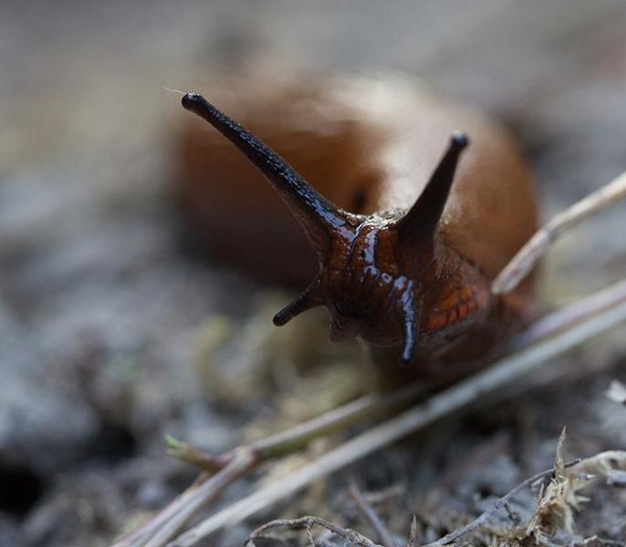 Nacktschnecke