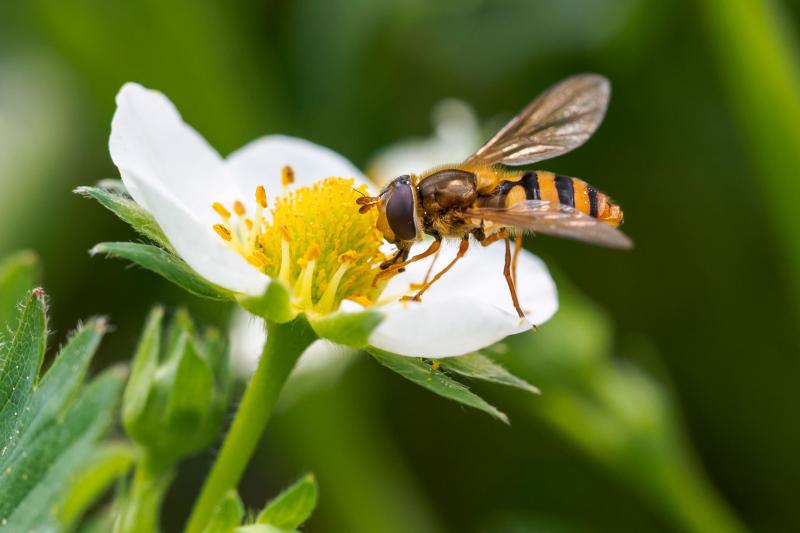 Schwebfliege auf Blüte