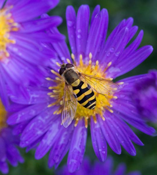 Schwebfliege und Blume