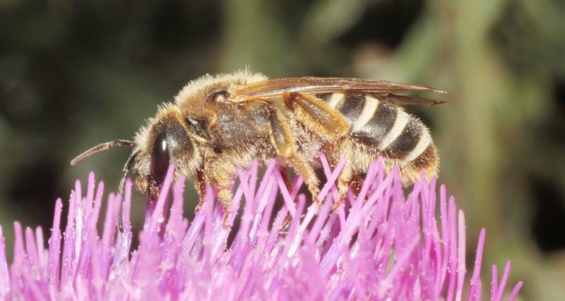 Sechsbindige Furchenbiene - Halictus sexcinctus (c) Heinz Wiesbauer