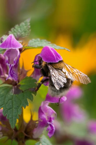 Hummel auf Taubnessel