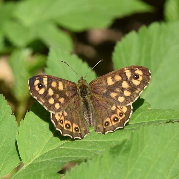 Waldbrettspiel Schmetterling