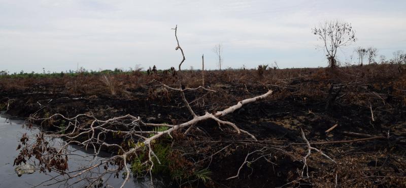 Verbranntes Land in Pekanbaru