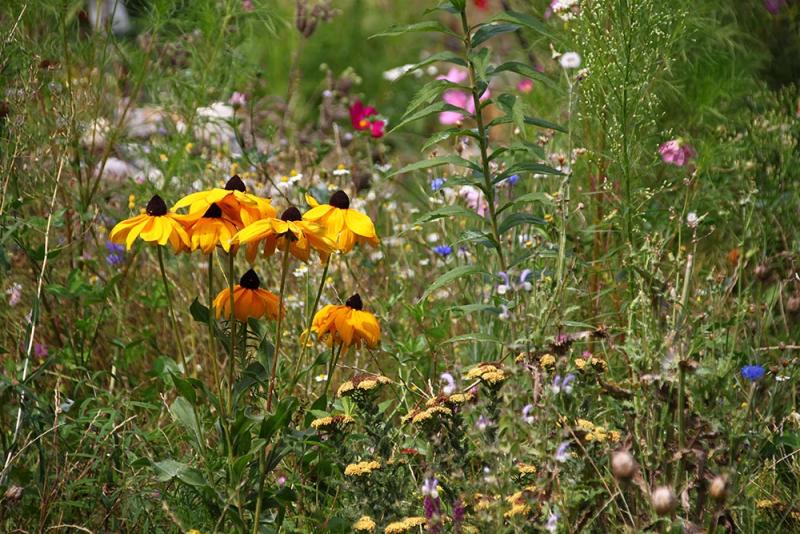 Blumenwiese im Garten von Frau Suppan