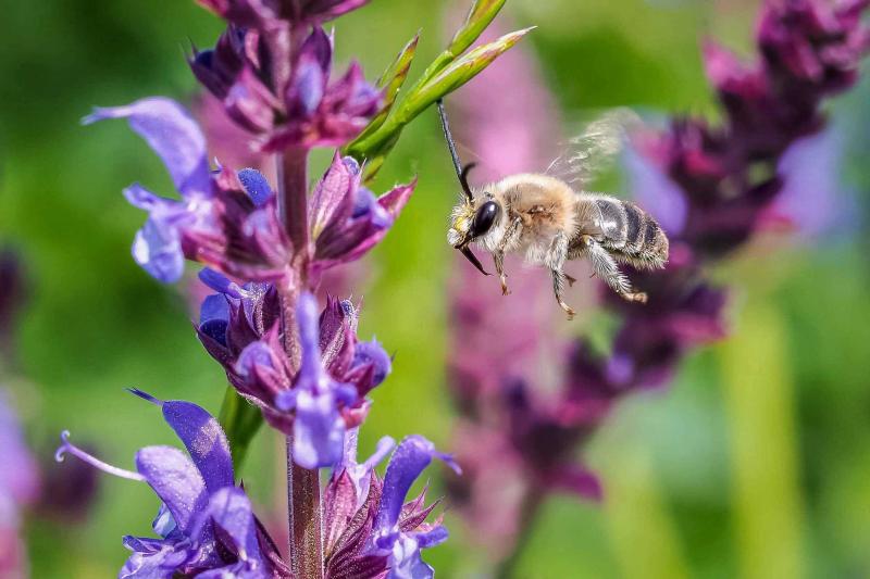 Wildbienen fliegt auf Salbei zu