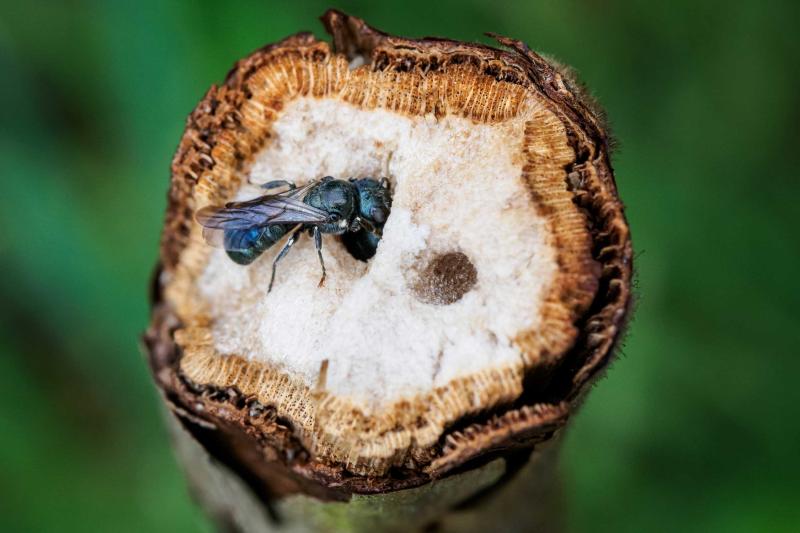 Wildbienen nisten in Brombeerranken