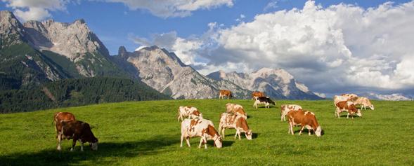 Alm in Österreich