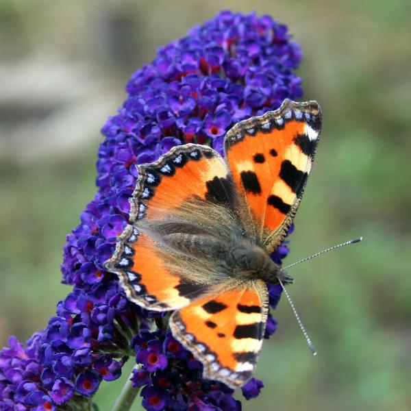 Schmetterling