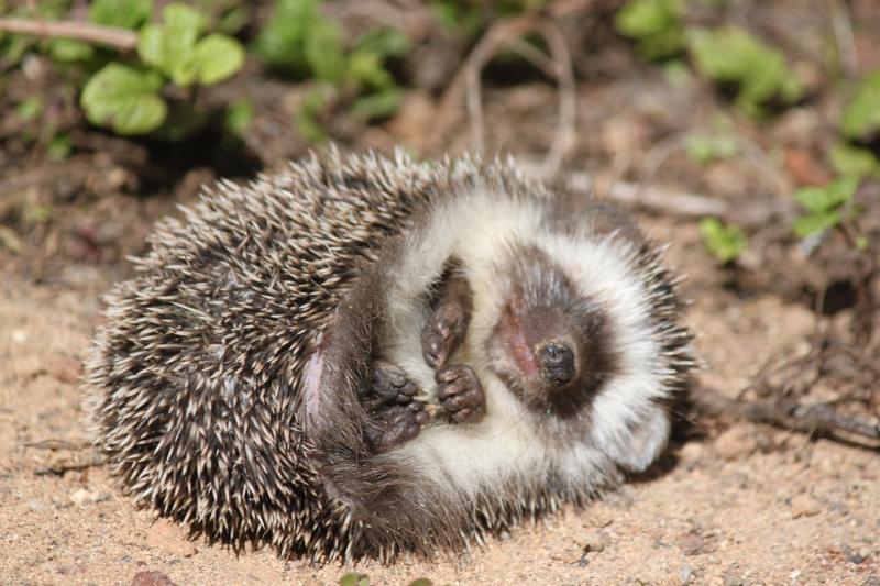 Igel zusammengerollt