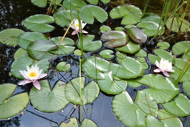 Gartenteich